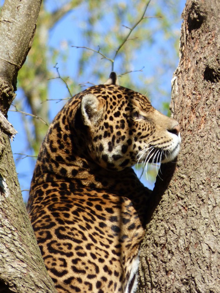 Leopard climbing a tree image. Free public domain CC0 photo.