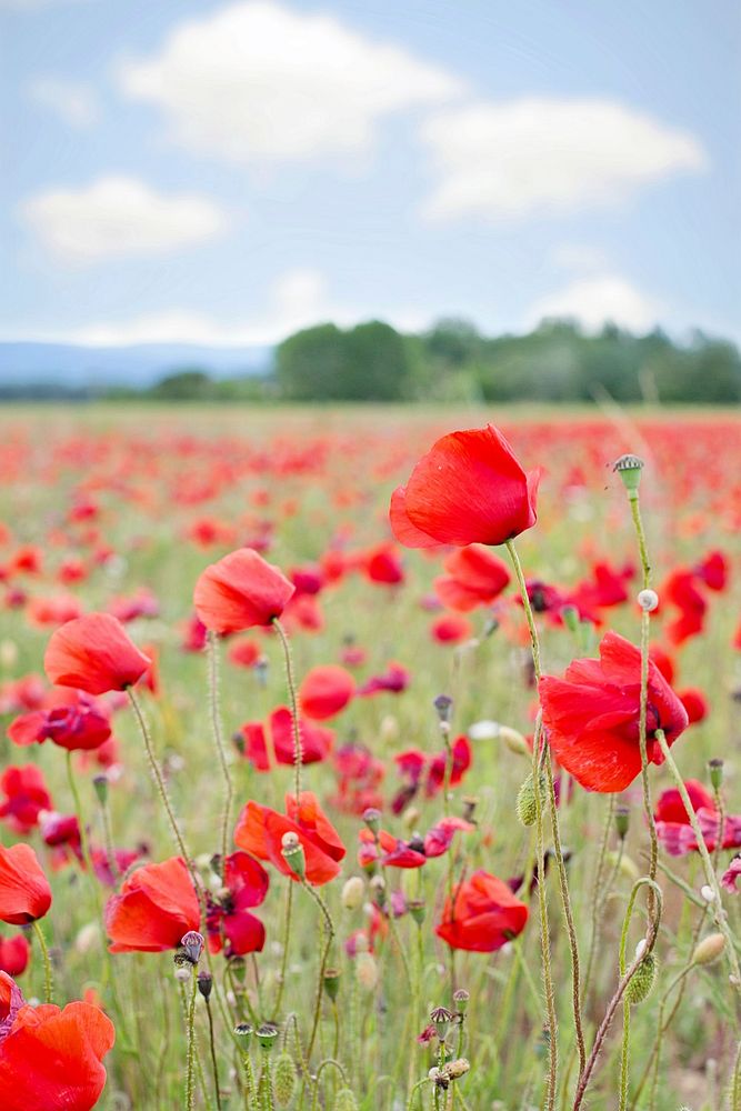 Free red poppy background image, public domain flower CC0 photo.
