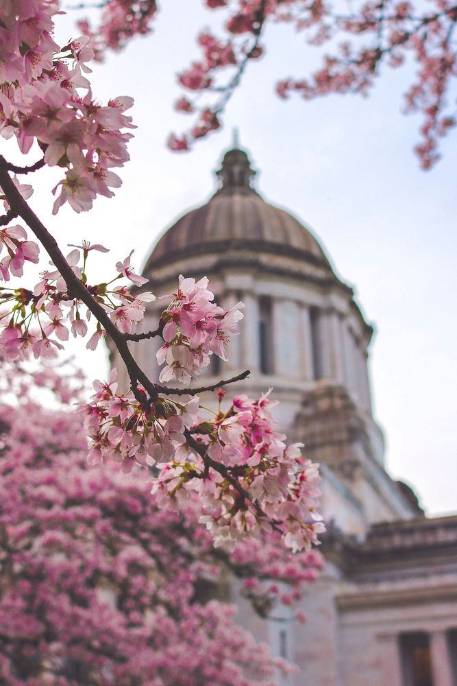 Free cherry blossom at capitol building, Washington D.C. photo, public domain building CC0 image.