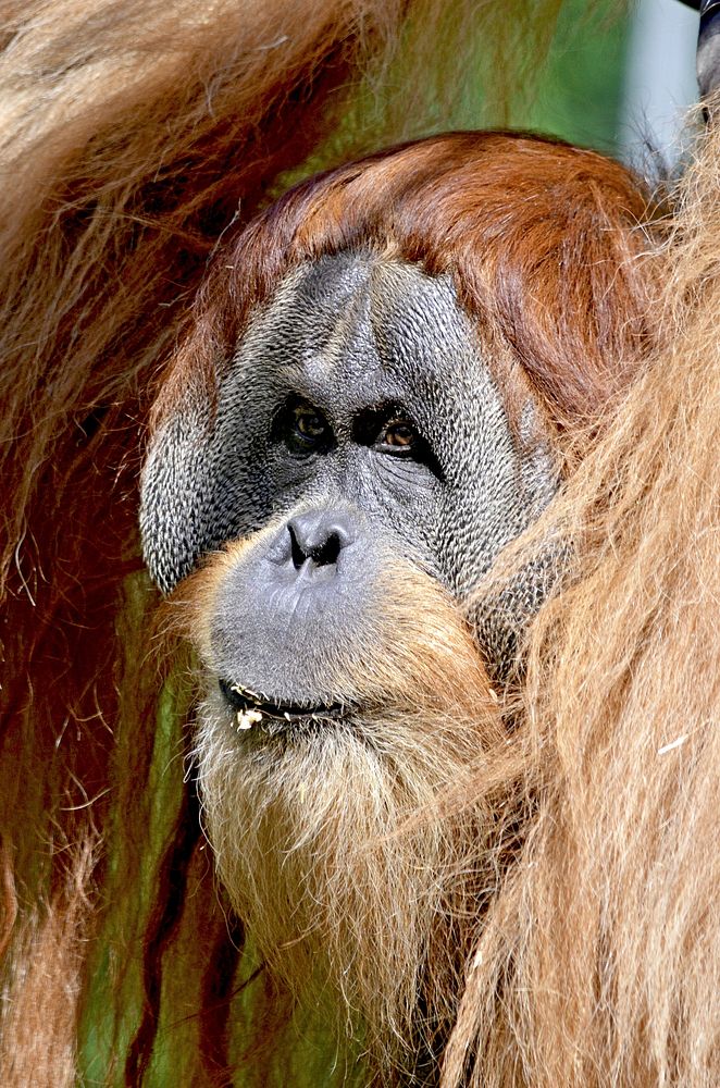 Orangutan. Free public domain CC0 image.