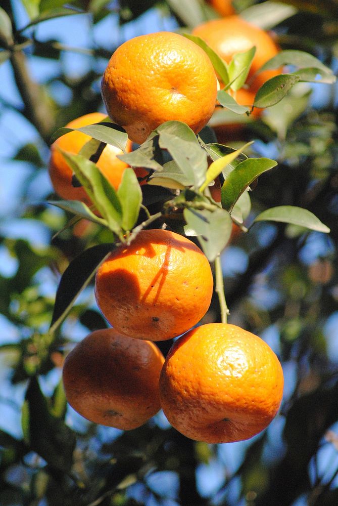 Mandarin oranges growing on tree. Free public domain CC0 image. 