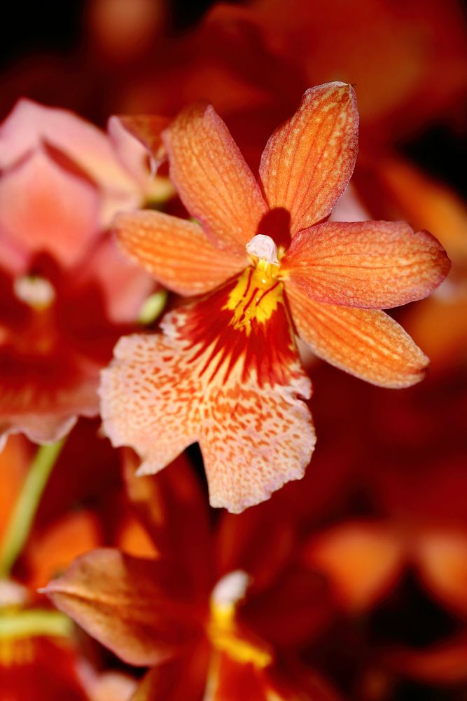 Orange orchid background. Free public domain CC0 image.