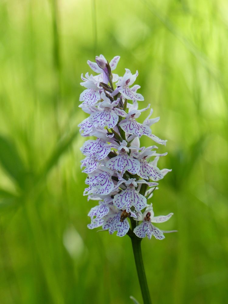Spotted orchid background. Free public domain CC0 photo.