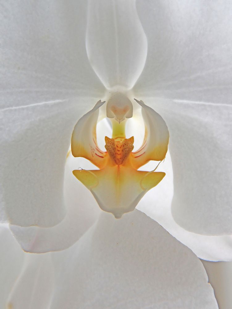 Moth orchid macro shot. Free public domain CC0 photo.