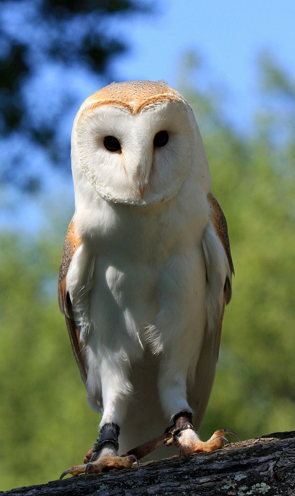 Barn owl standing close up. Free public domain CC0 image.