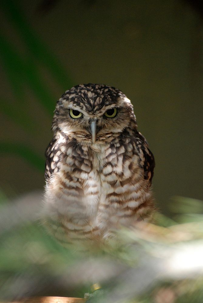 Burrowing owl close up. Free public domain CC0 photo.