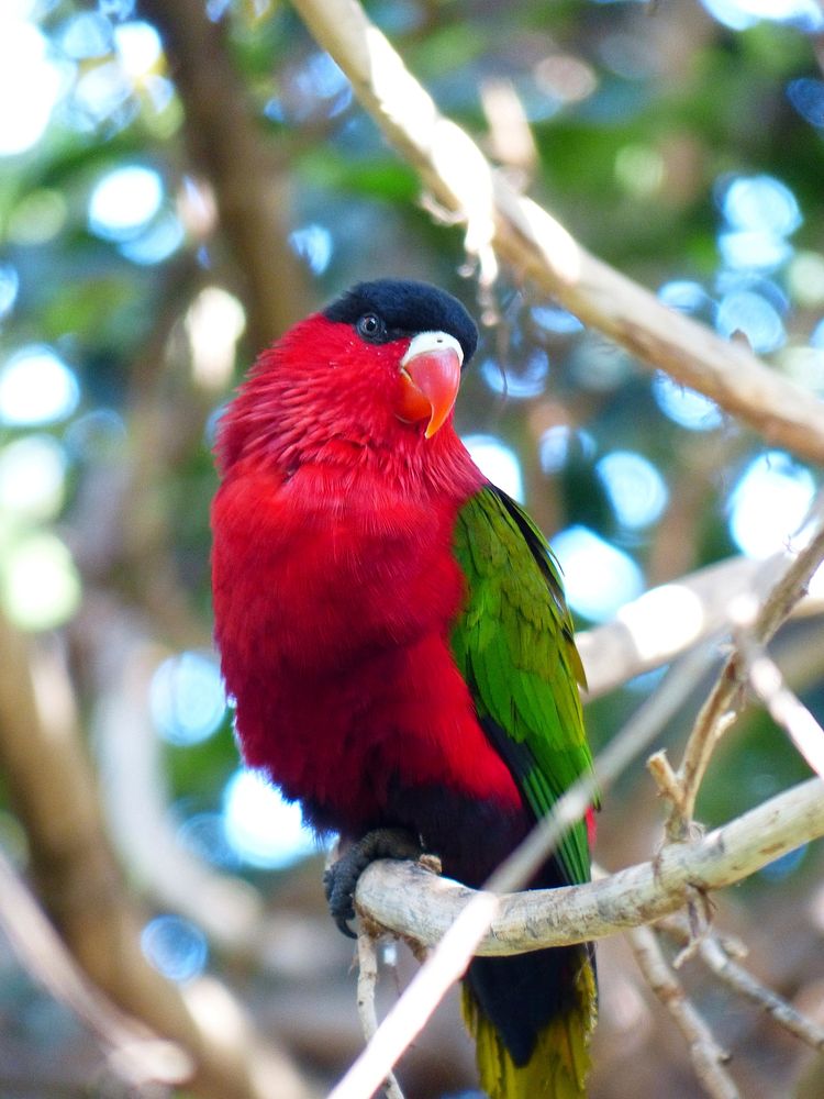 Cute red parrot photo. Free public domain CC0 image.