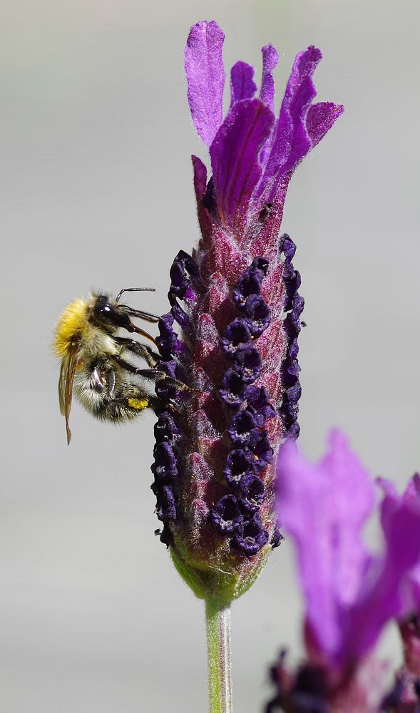 Bumblebee and lavender.  Free public domain CC0 photo.