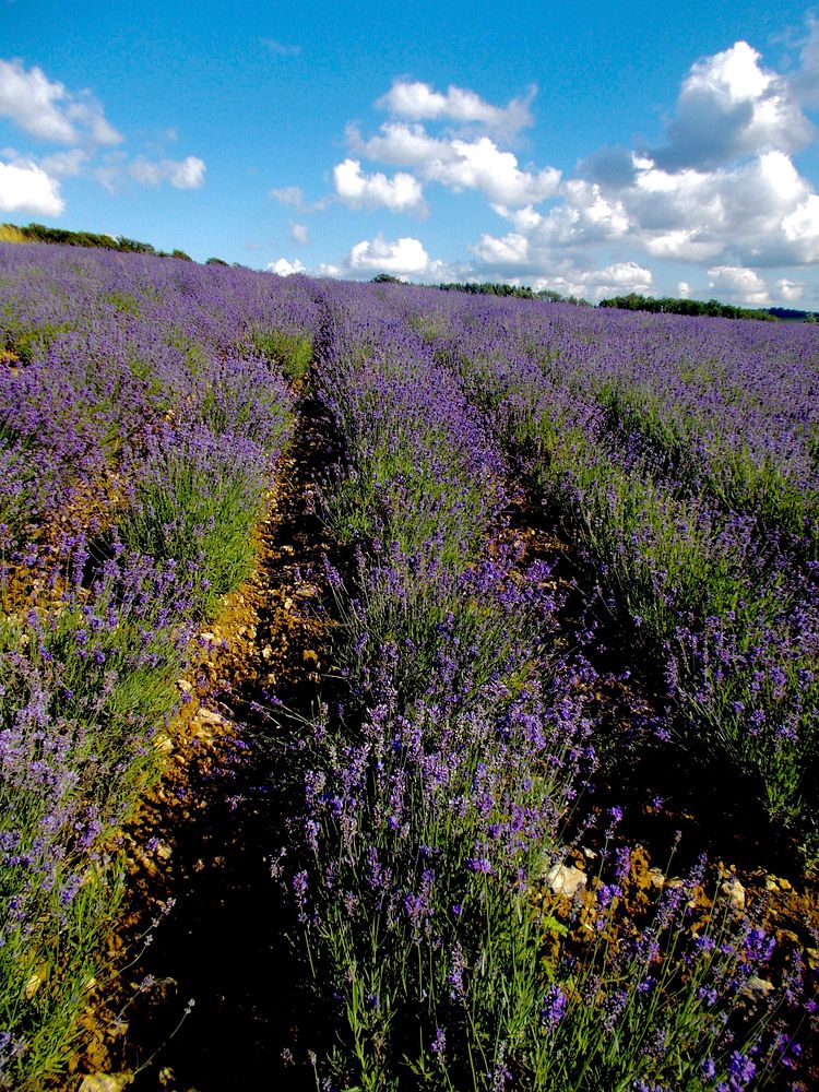 Lavender field. Free public domain CC0 image.
