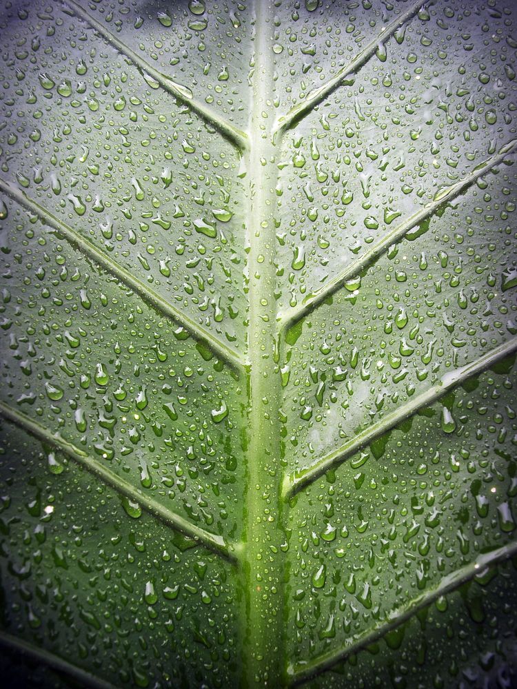 Wet green leaf texture background. Free public domain CC0 photo.