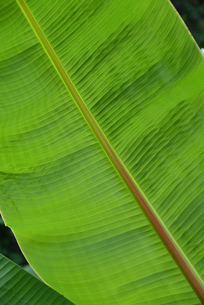Banana leaf background. Free public domain CC0 image.