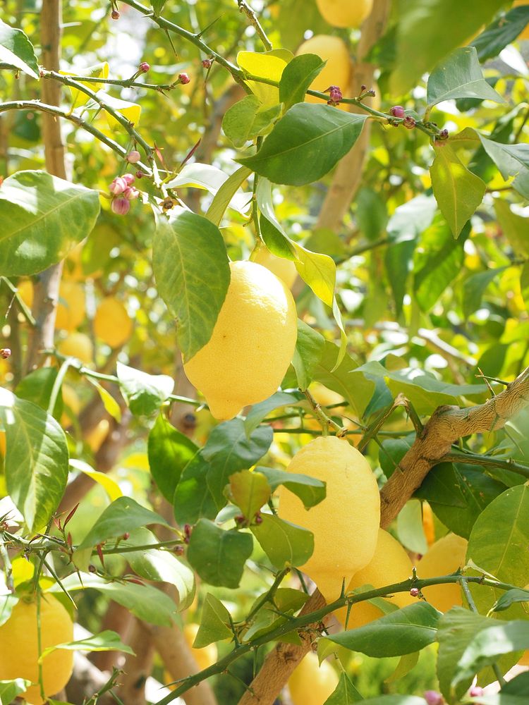Yellow lemons growing on tree. Free public domain CC0 image. 