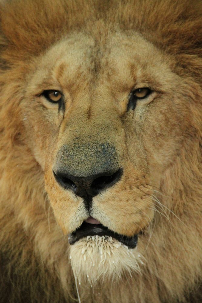 Lion face closeup. Free public domain CC0 image.