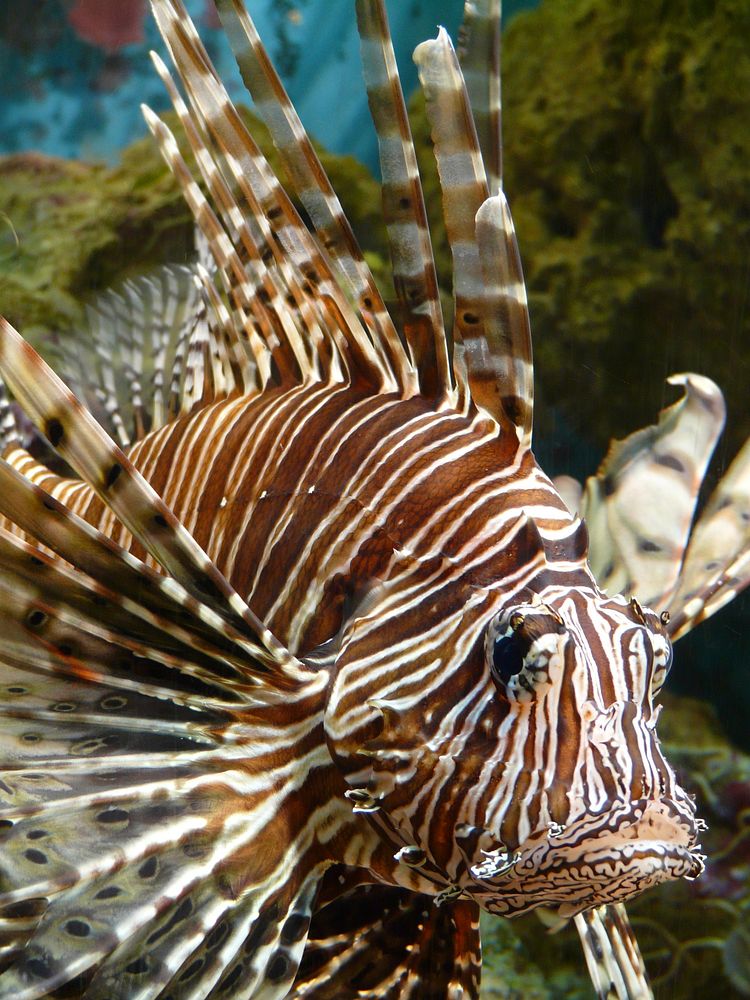 Beautiful lionfish underwater close up. Free public domain CC0 photo.