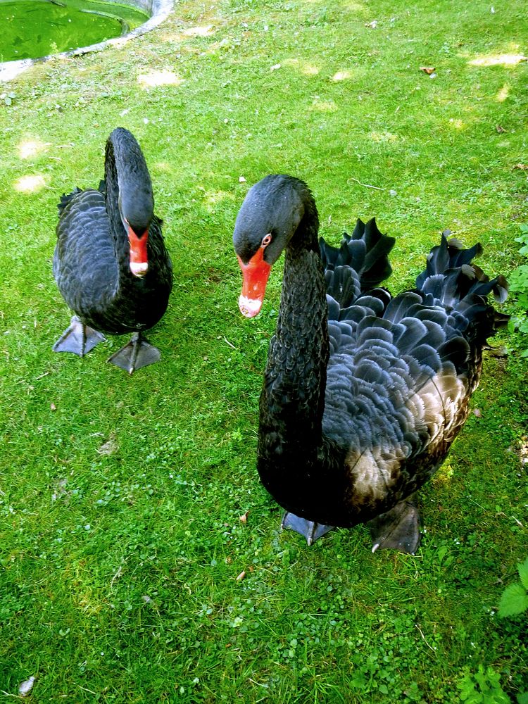 Black swans standing on grass. Free public domain CC0 photo.