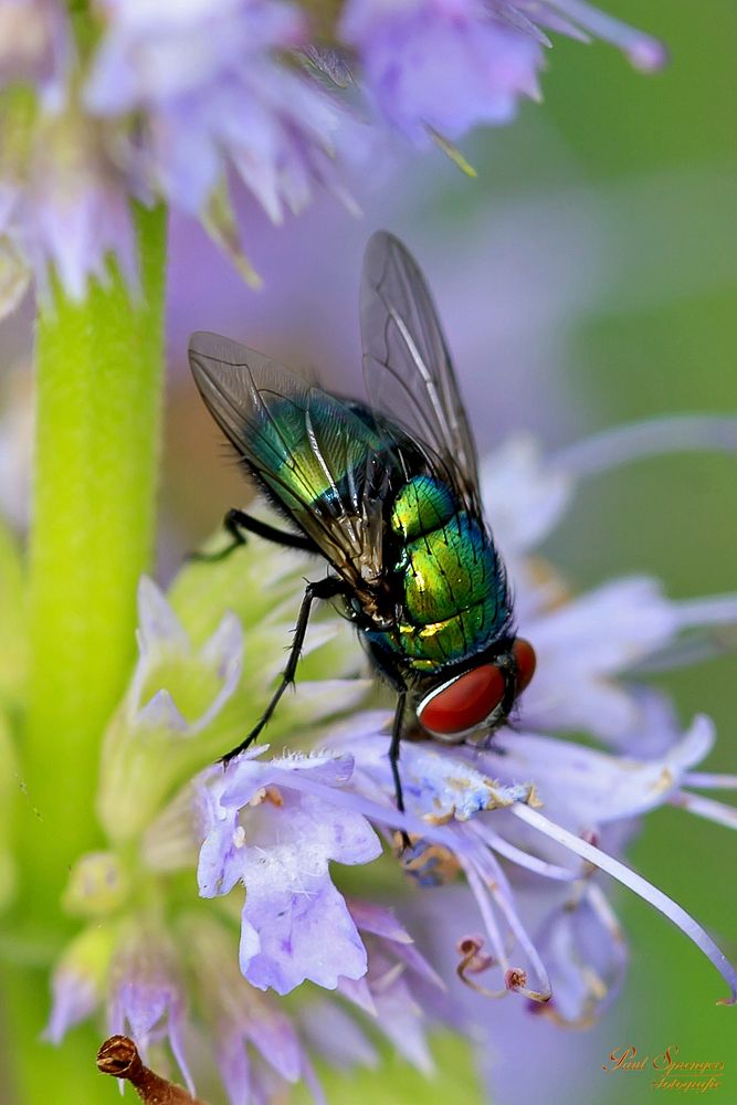 Fly and purple flower.  Free public domain CC0 photo.