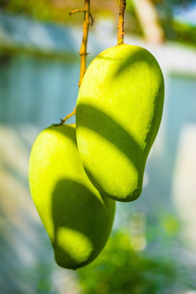 Closeup on mango fruit growing on tree. Free public domain CC0 image. 