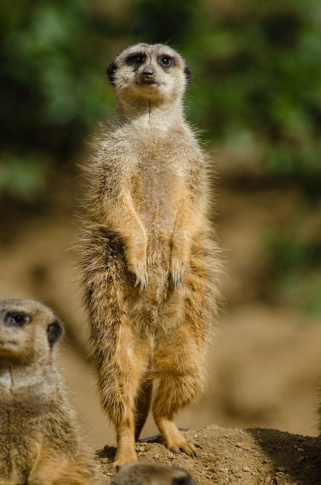 Meerkat animal photo. Free public domain CC0 image.