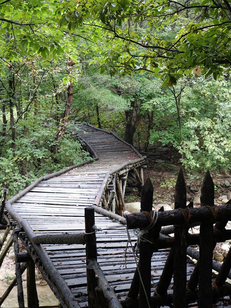 Forest landscape. Free public domain CC0 photo