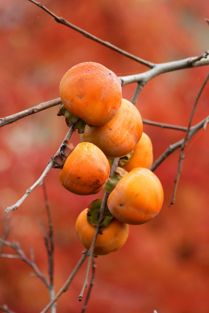 Closeup on Japanese persimmon tree. Free public domain CC0 photo.