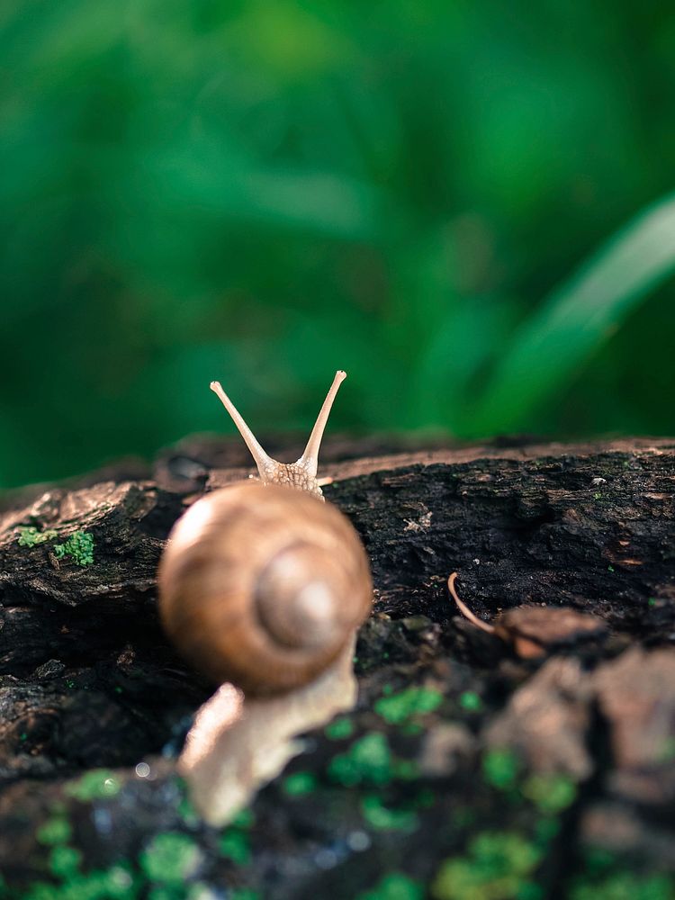Snail closeup in nature. Free public domain CC0 photo.