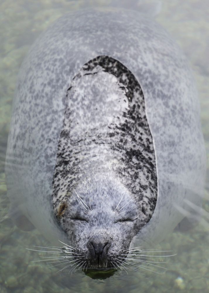 Seal in water, eyes closed. Free public domain CC0 photo.