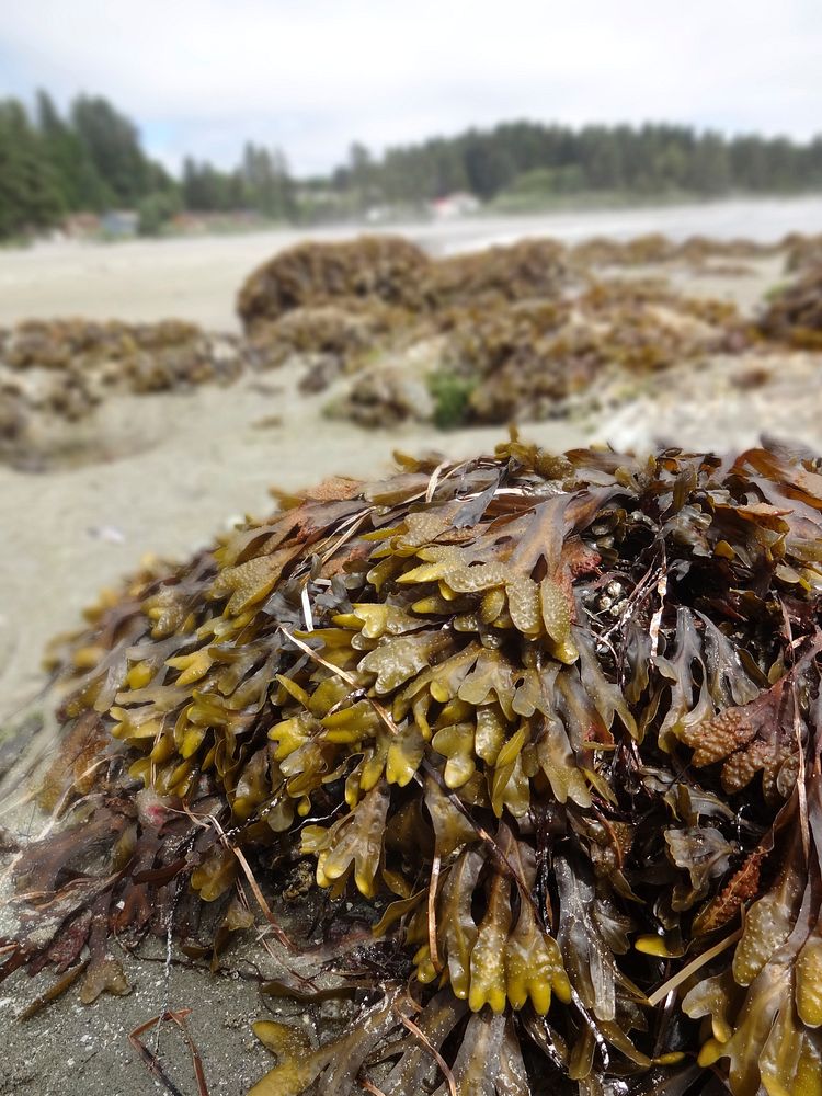 Pile of Fucus spiralis seaweed. Free public domain CC0 image.