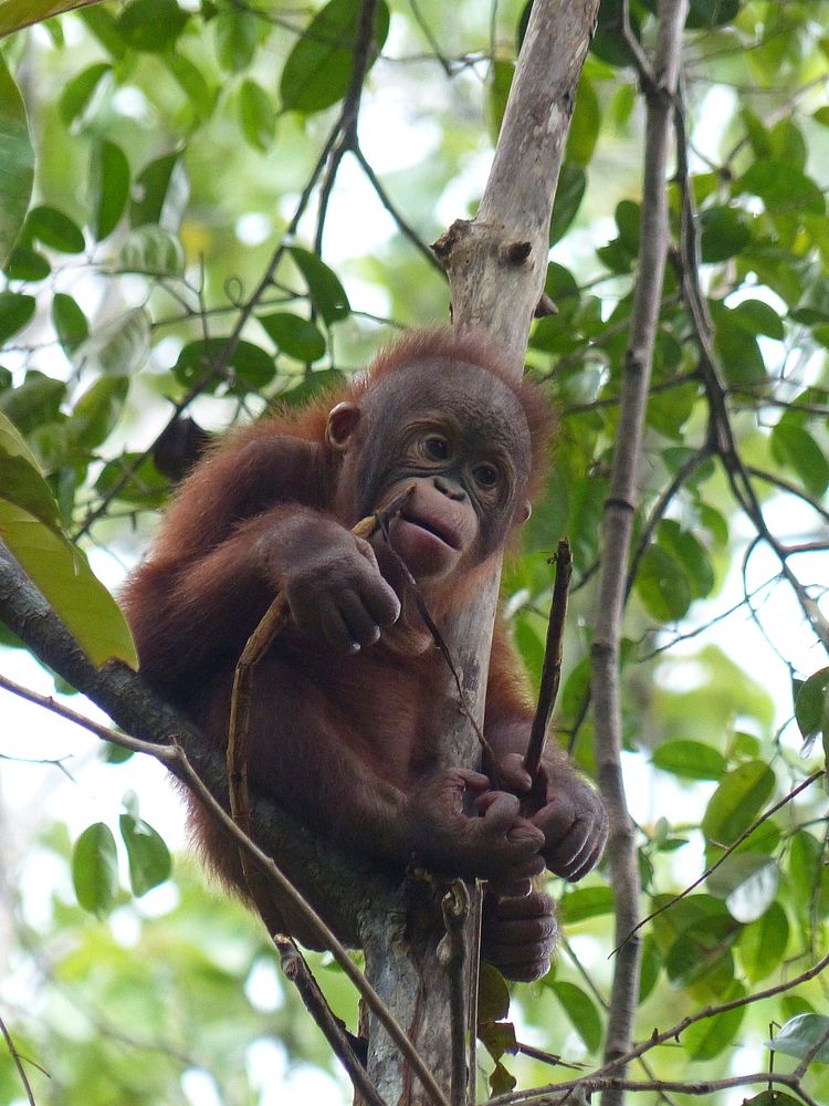 Orangutan photo. Free public domain CC0 image.