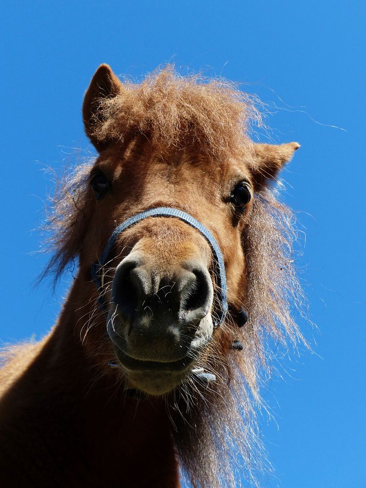 Shetland pony close up. Free public domain CC0 photo.