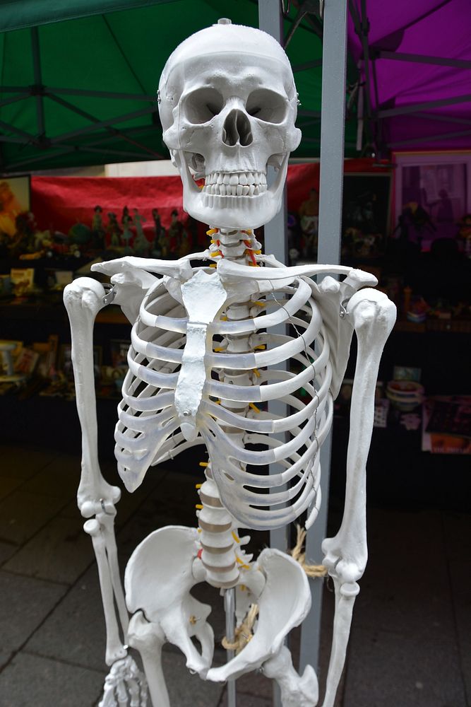 Human skeleton, healthcare photo. Free public domain CC0 image.