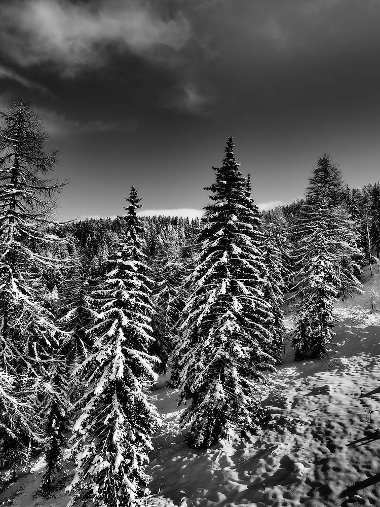 Snow covered trees in forest. Free public domain CC0 image. 