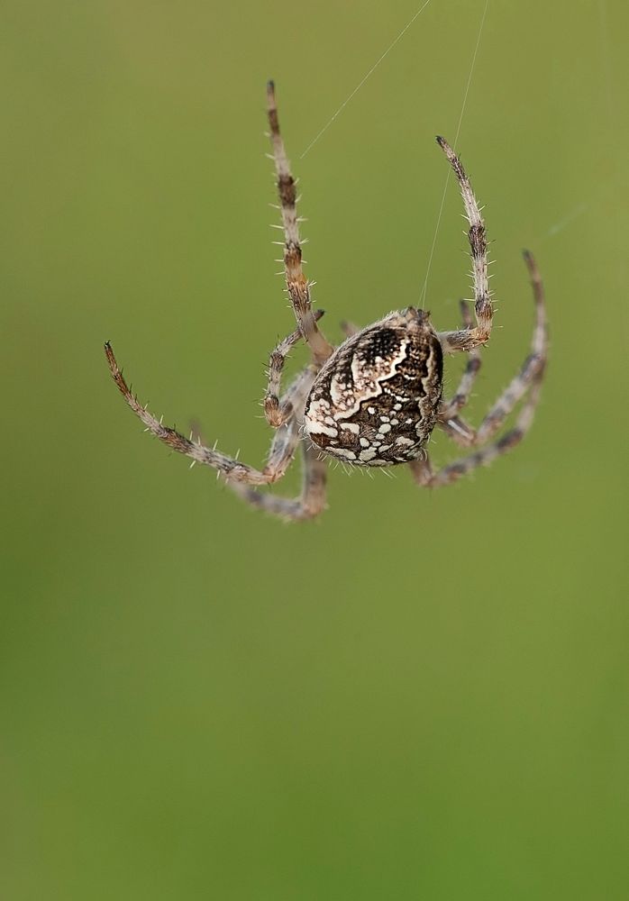 Spider close up in nature, animal photography. Free public domain CC0 image.