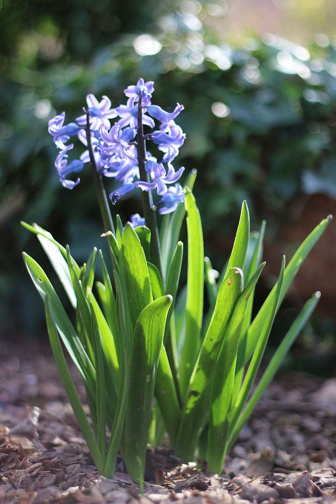 Hyacinth background. Free public domain CC0 photo.