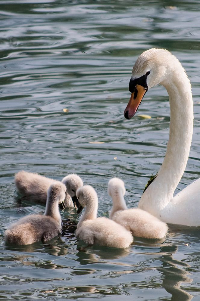 White swan with baby swans. Free public domain CC0 photo.