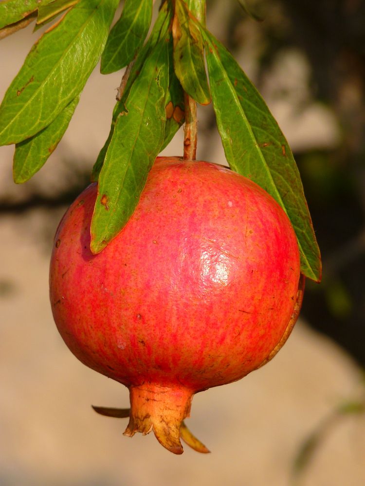 Pomegranate growing on tree. Free public domain CC0 photo.