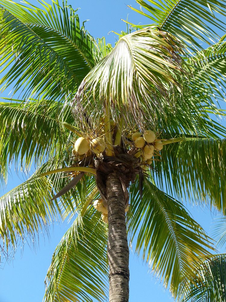 Closeup on a coconut palm tree. Free public domain CC0 photo.