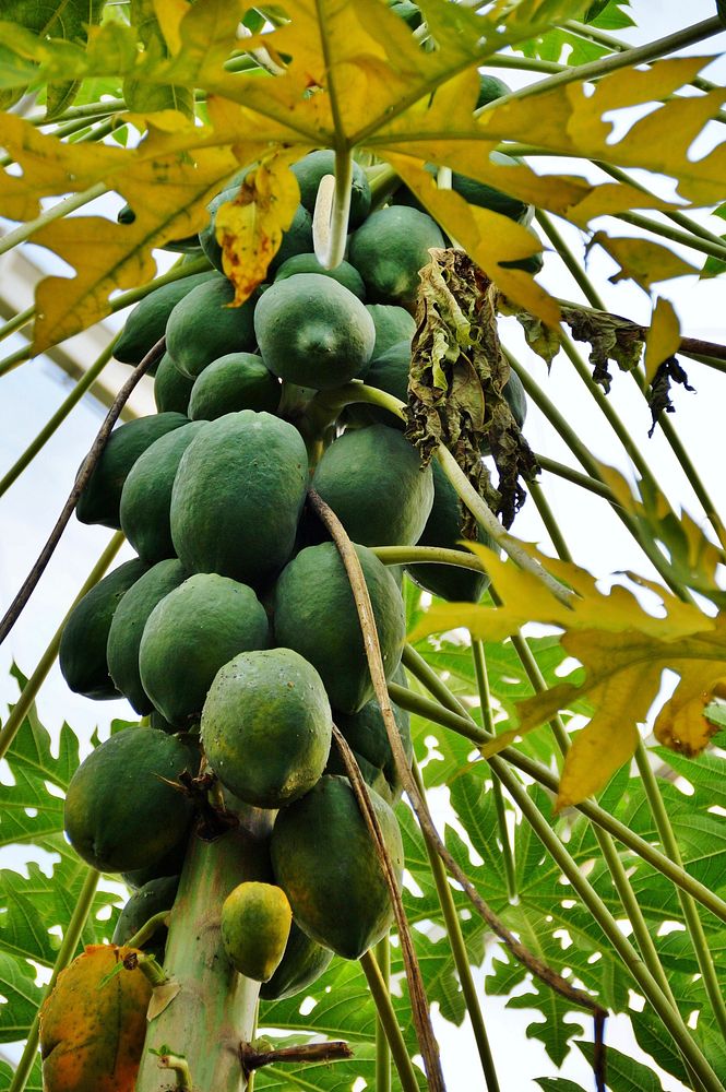 Closeup on papaya tree fruit. Free public domain CC0 photo.