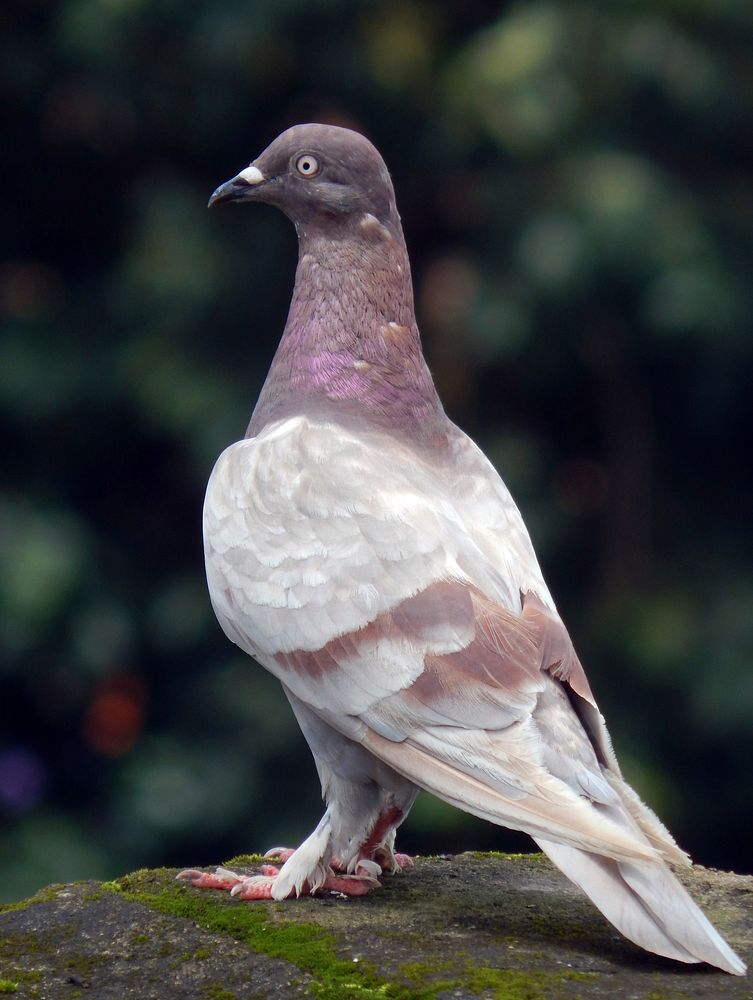 Pigeon, bird photography. Free public domain CC0 image.