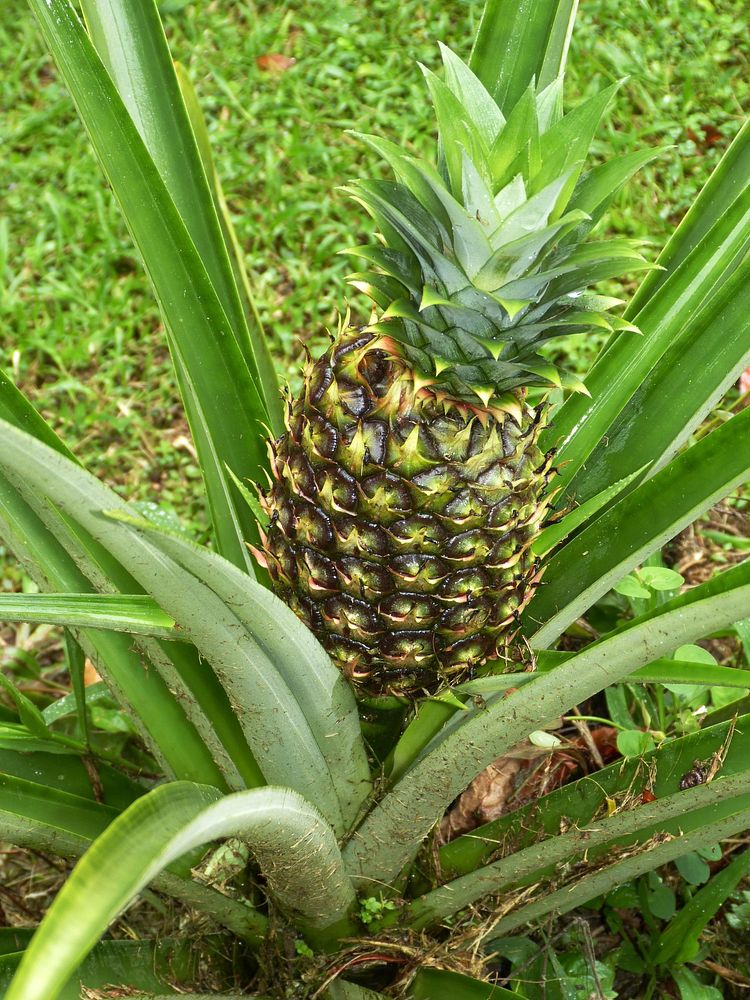Closeup on pineapple plant. Free public domain CC0 photo.