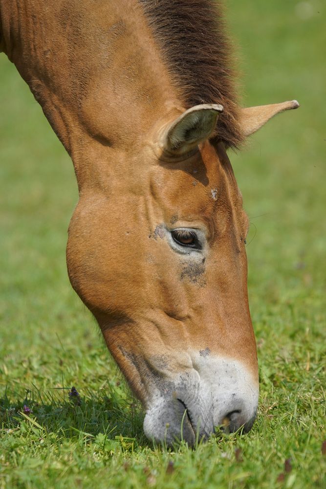 Prezwalski horse, animal image. Free public domain CC0 photo.