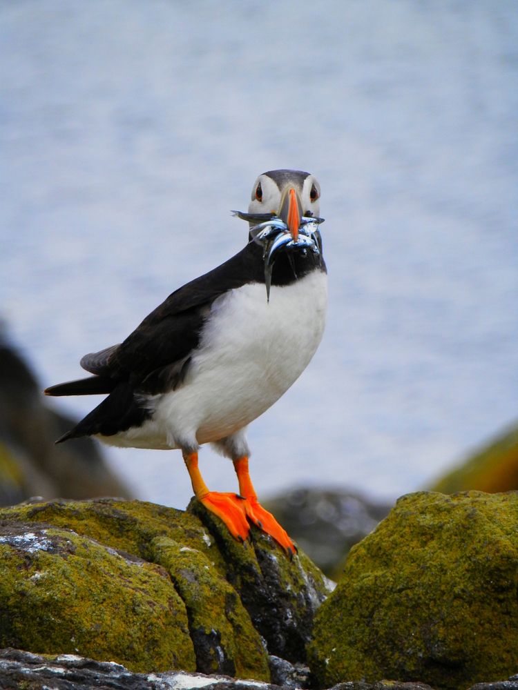 Puffin bird holding fish closeup. Free public domain CC0 image.