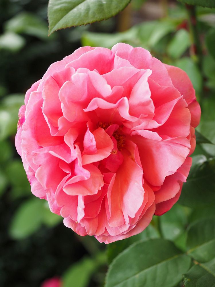 Pink rose. Free public domain CC0 image.