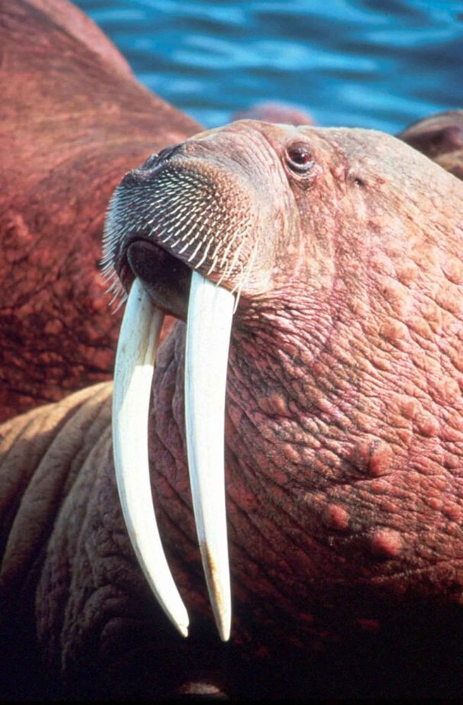 Walrus head close up. Free public domain CC0 photo.