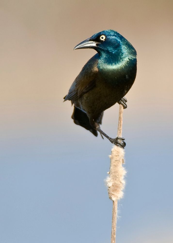 Blackbird, bird photography. Free public domain CC0 image.