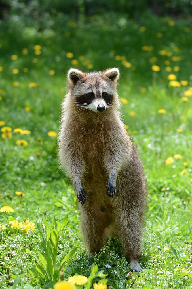 Raccoon photo. Free public domain CC0 image.