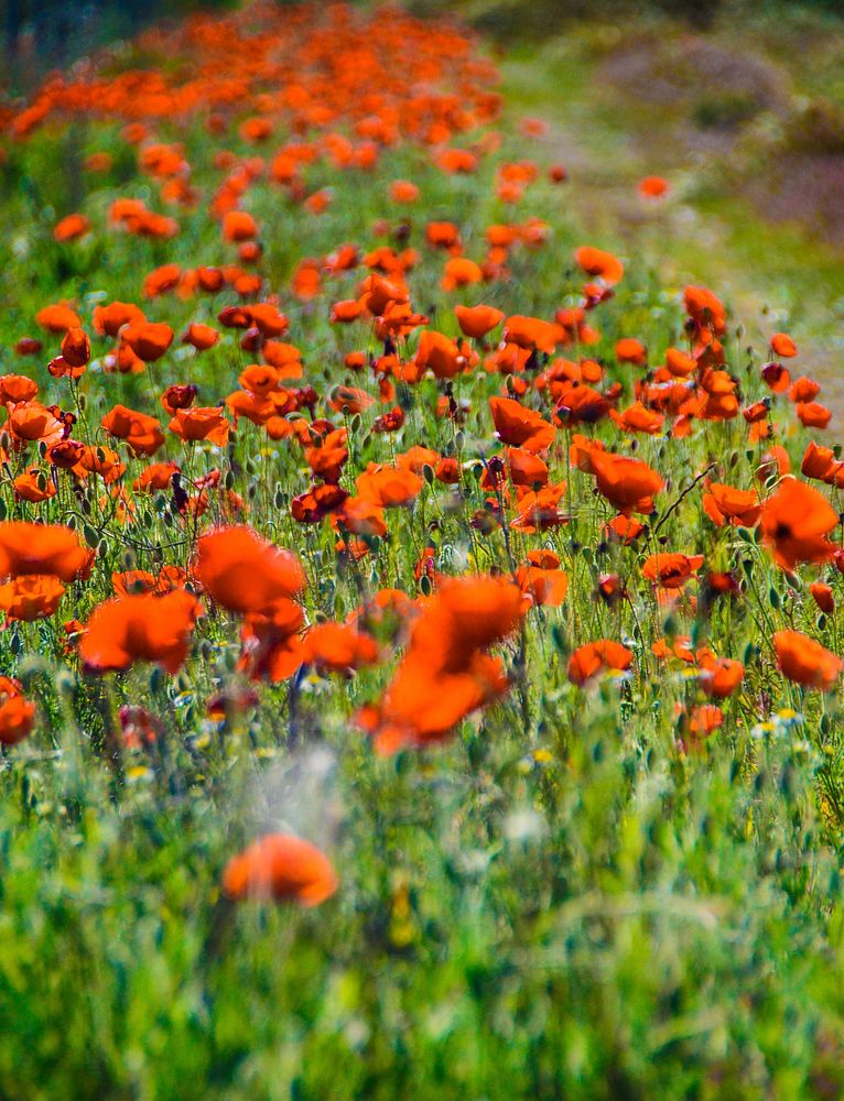 Red poppy field. Free public domain CC0 image.
