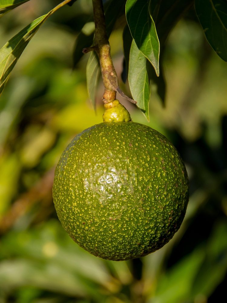 Closeup on fresh avocado growing on tree. Free public domain CC0 image.