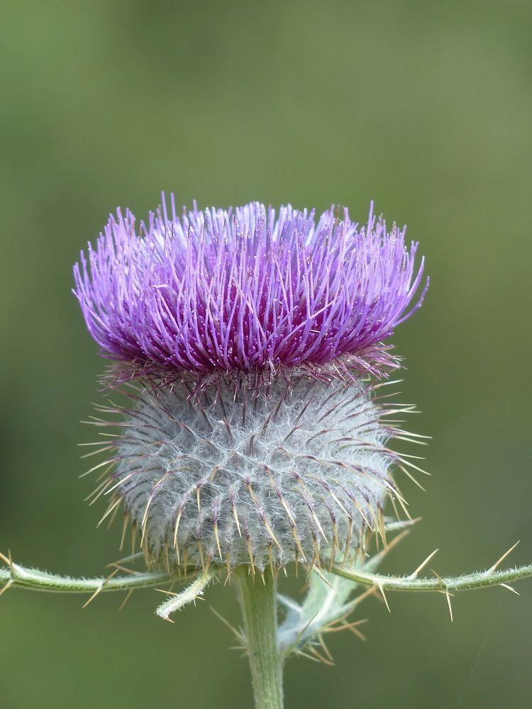 Purple thistle background. Free public domain CC0 photo.