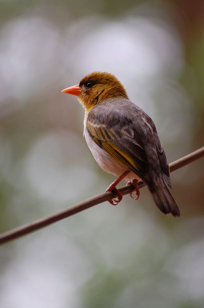 Small bird perched on branch, wildlife photography. Free public domain CC0 image.