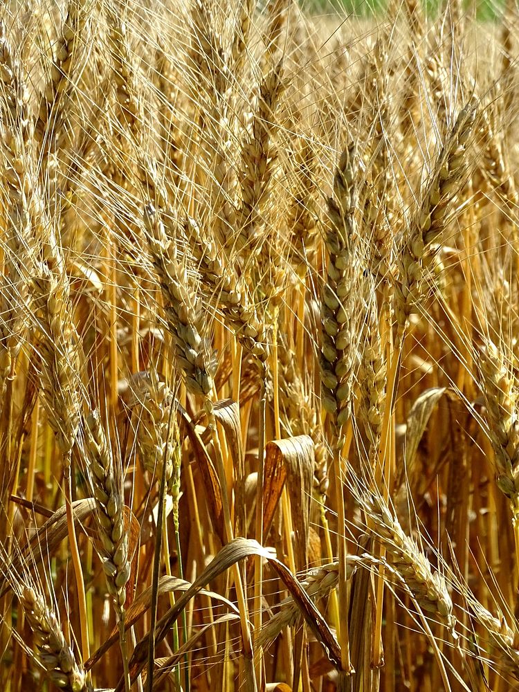 Wheat field. Free public domain CC0 photo.